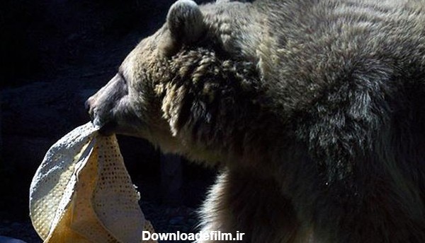 عکس/ غذای خرس در باغ وحش تهران!