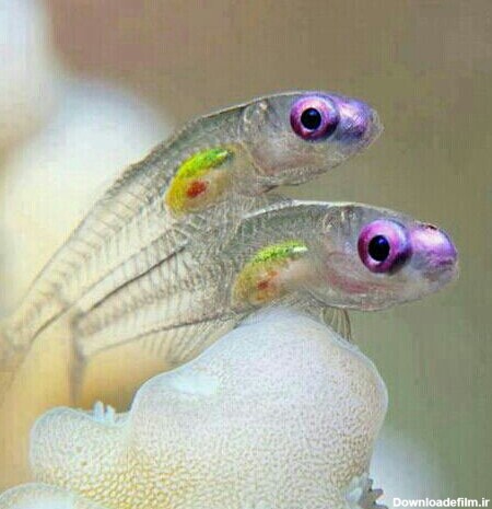 چقدر قشنگه .ماهی ژله ای - عکس ویسگون