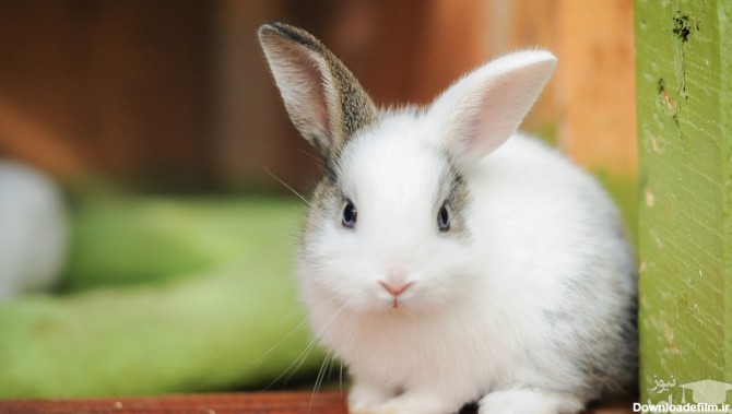 راهنمای خرید خرگوش برای نگهداری در خانه