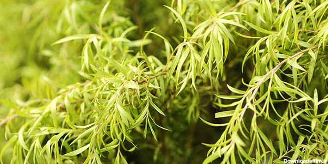 گیاه درخت چای چیست و خواص درمانی روغن آن چیست؟