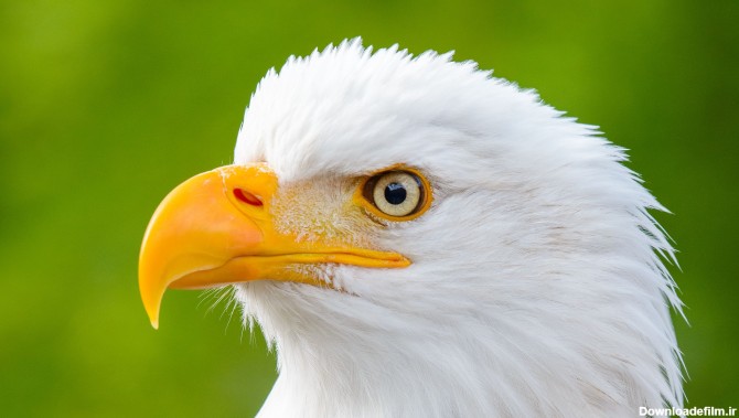 عکس عقاب وحشی سر سفید برای تصویر زمینه با کیفیت 4K
