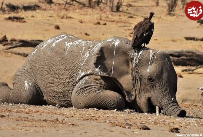 تصاویری دلخراش از مرگ بیش از ۱۶۰ فیل بر اثر خشکسالی در زیمبابوه