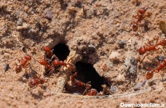 نتیجه باورنکردنی ریختن فلز مذاب در لانه مورچه‌های آتشین / عکس ...