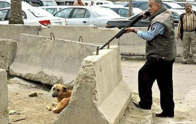 ماجرای کشتار سگ‌ها در کهریزک +فیلم و عکس