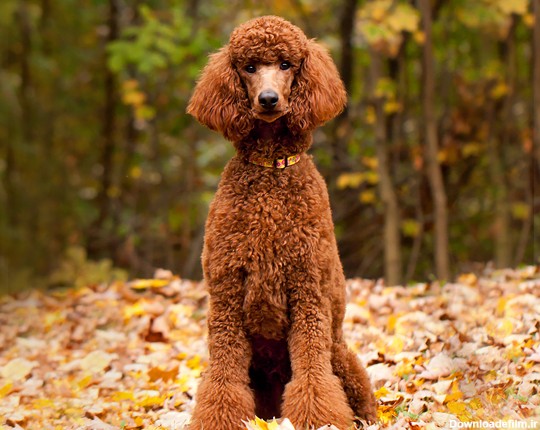 نژاد سگ پودل استاندارد (Poodle - Standard) عکس و ویدیو