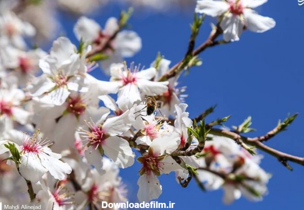 مشرق نیوز - عکس/ شکوفه‌ها خبر از بهار می‌دهند
