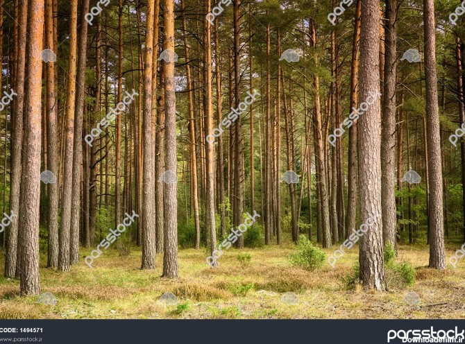 عکس جنگل درخت کاج