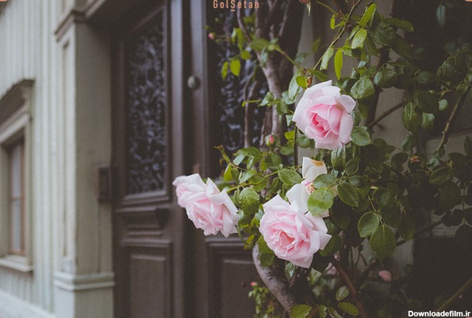 عکس گل رز بالارونده