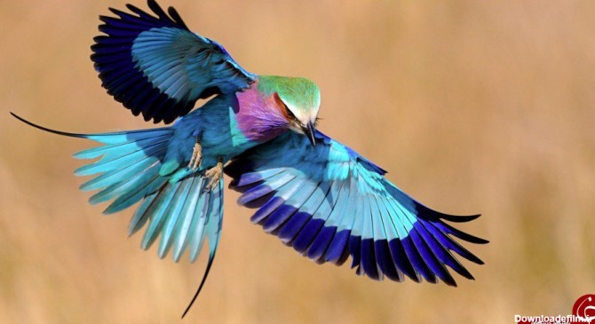 زیباترین وشگفت انگیزترین پرندگان جهان+تصاویر