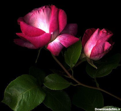 عکسهای بسیار زیبا و دیدنی از گل سرخ - دانلود مطلب وتصاویر