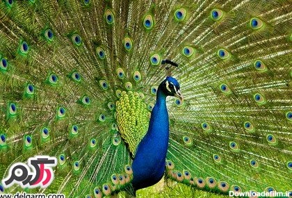عکس هایی از طاووس بسیار زیبا و رنگارنگ