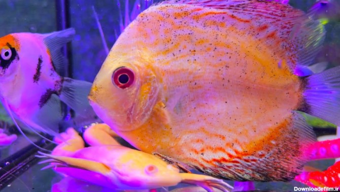 تصاویر زیبا از آکواریوم ماهی های زیبا و زینتی