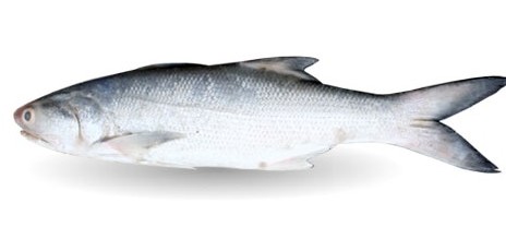 انواع ماهی دریایی جنوب