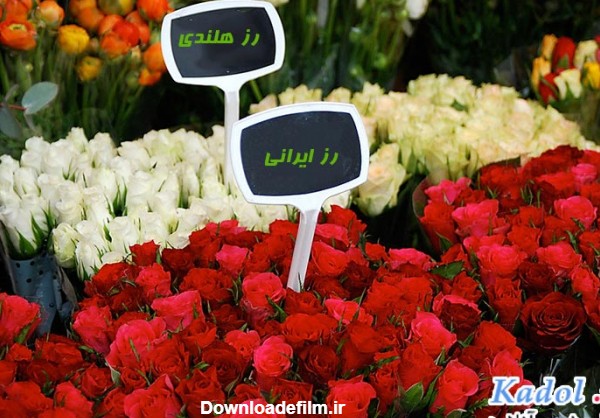 فروش عمده گل رز در کرج | پخش گل رز در کرج |گل رز ارزان در کرج | کادول
