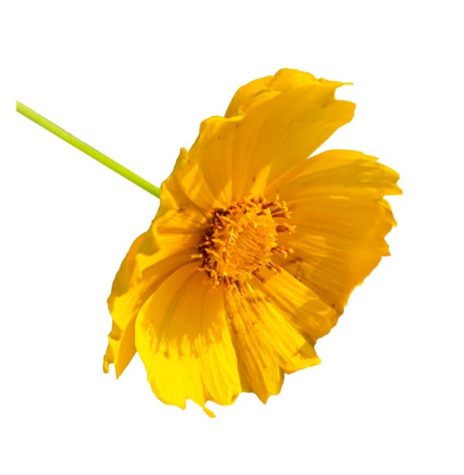 طرح گل زرد از نمای بغل
