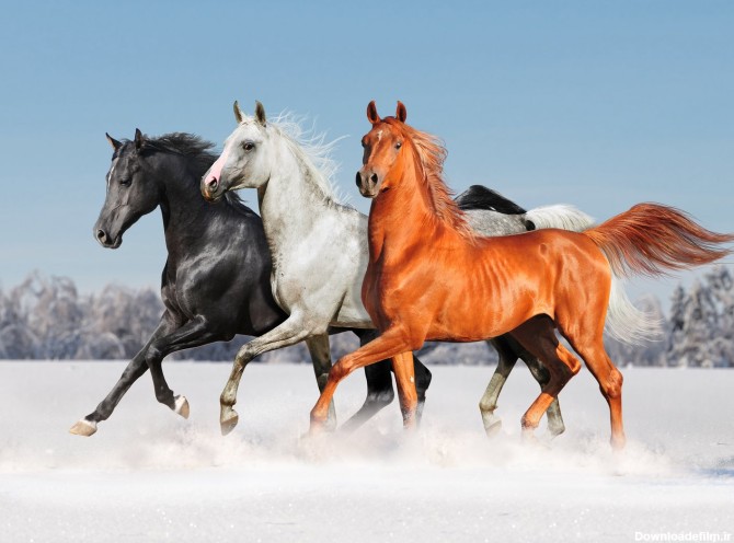 دانلود تصویر شاتر استوک اسب های قهوه ای و سیاه و سفید در برف کد ...