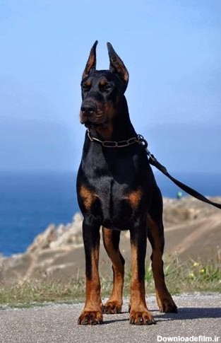 تصاویر مرتبط با فروش سگ دوبرمن اصیل توله و بالغ