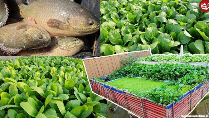 (ویدئو) با این روش تایلندی ها در خانه استخر پرورش ماهی سوف احداث کنید!