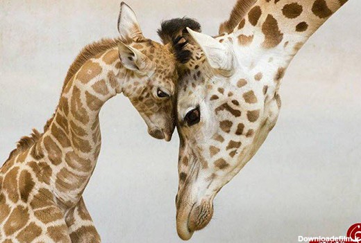 عکس: حیوانات اینطور به فرزندانشان عشق می ورزند