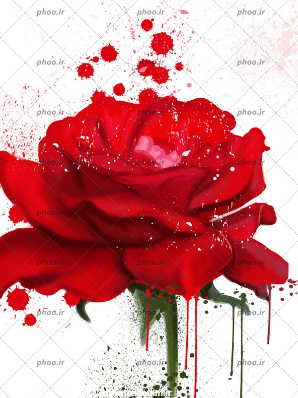 عکس با کیفیت نقاشی بسیار زیبا از گل رز قرمز و پخش کردن رنگ قرمز در ...