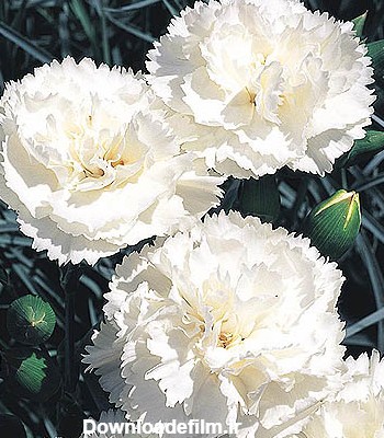 خرید پستی بذر گل میخک سفید - Carnation White seed | فروشگاه بذر مغان