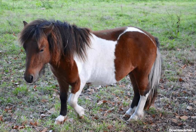 اسب پا کوتاه پشمالو (پونی) سفید قهوه ای نژاد Connemara - آراد برندینگ