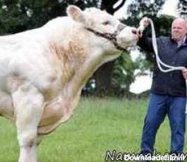 بزرگترین گاو دنیا با 2 تن وزن + تصاویر