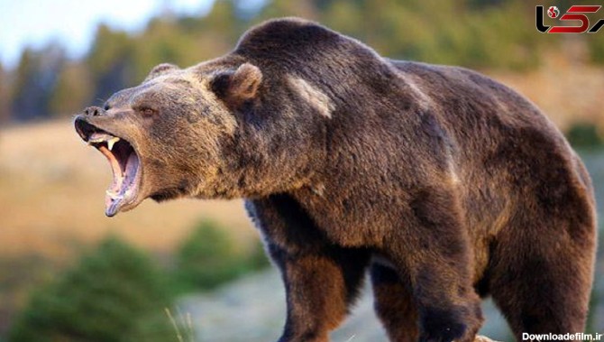 عکس هایی از حمله خرس به انسان