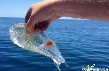 تصویری زیبا از ماهی شیشه‌ای!
