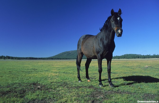 عکس اسب سیاه در دشت - مسترگراف