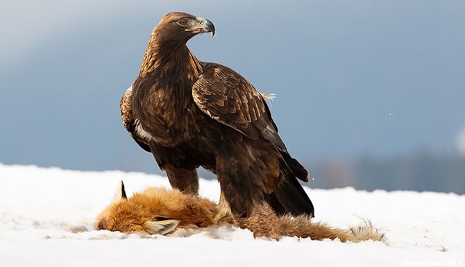 تصویر پس زمینه عقاب آکویلا در حال شکار کردن | فری پیک ایرانی | پیک ...