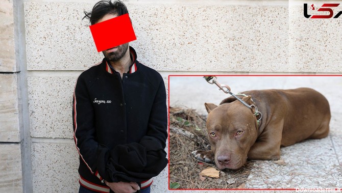 جزئیات حمله سگ پیت بول به 2 مرد در شمال تهران / صاحب سگ ...