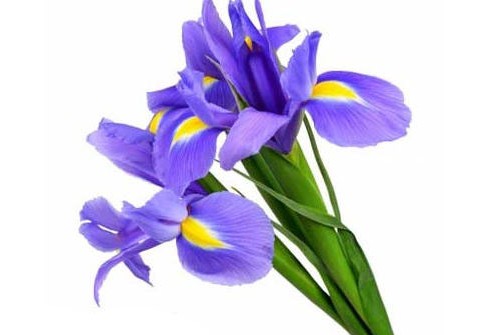 گل زنبق هلندی - رزپک: گل و لوازم گلفروشی