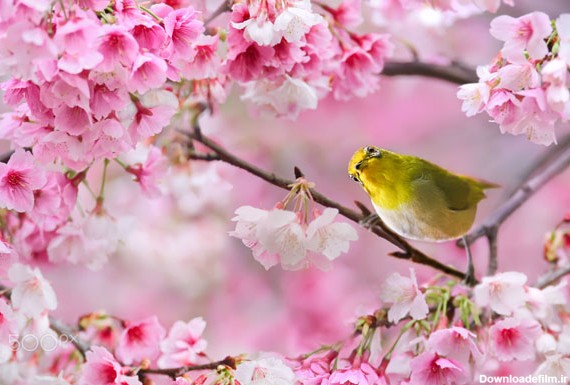مجموعه عکس بهاری: شکوفه های گیلاس و پرندگان