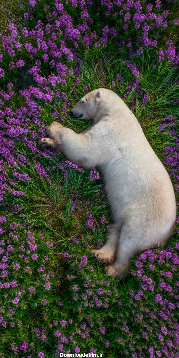 یکی از بهترین عکسهای سال ۲۰۲۲ میلادی از خواب شیرین یک خرس قطبی ...