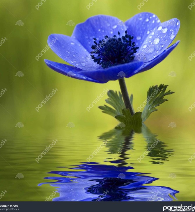 گل شقایق آبی که در آب منعکس می شود 1147206