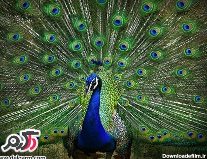 عکس هایی از طاووس بسیار زیبا و رنگارنگ