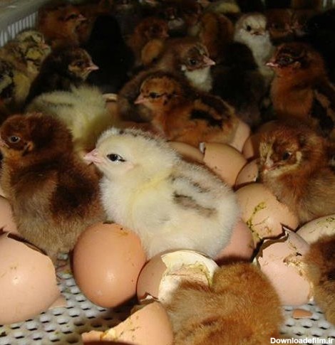 تصاویر مرتبط با فروش جوجه مرغ یک روزه گلپایگانی - طیور