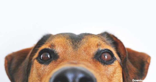 دانلود تصویر صورت سگ قهوه ای از نمای نزدیک