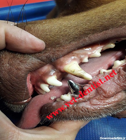 عکس دندان سگ ها