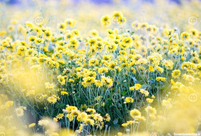 دانلود عکس گل های داوودی زرد | اوپیک