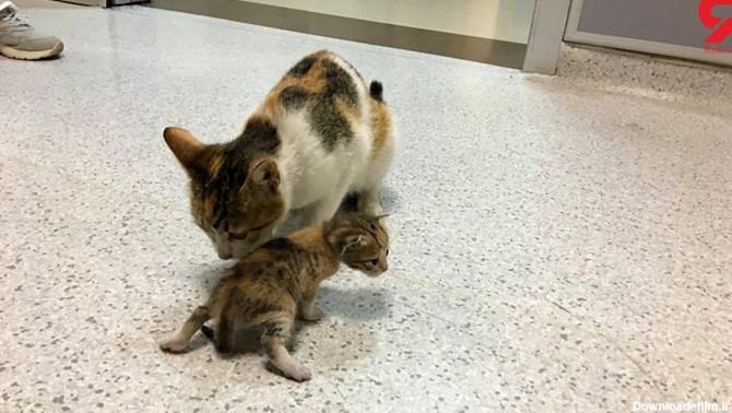 گربه مادر بچه‌اش را به بیمارستان برد + عکس