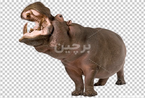 Borchin-ir-Hippopotamus-PNG عکس بدون زمینه کرگدن حیوانات وحشی حیوانات آفریقا۲
