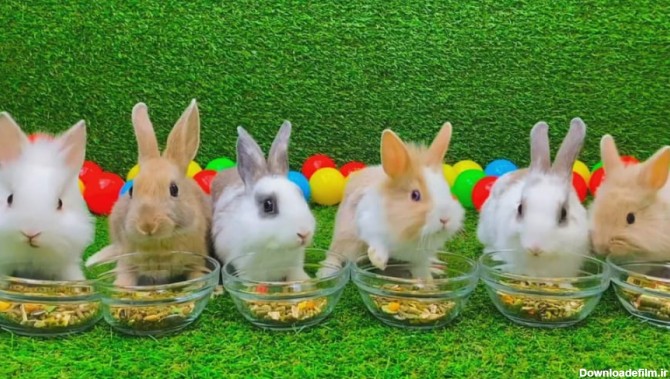 6 بچه خرگوش بامزه دست آموز