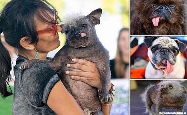 برنده مسابقه زشت‌ترین سگ جهان را ببنید! +تصاویر