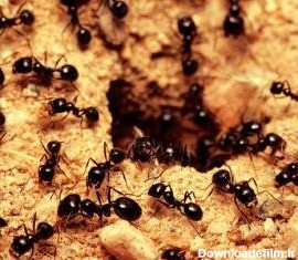 مورچه های داخل لانه