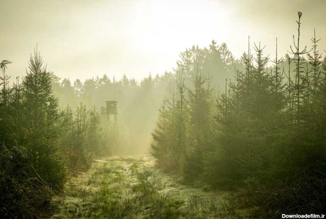 تصویر جنگل سرسبز و هوای مه آلود