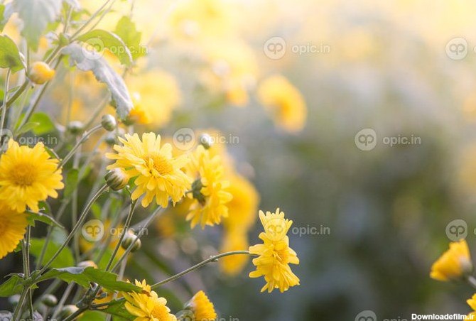 دانلود عکس گل های داوودی زرد گل های داوودی در باغ | اوپیک