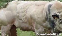 عضلانی‌ترین گاو جهان در بلژیک دیده شد +تصاویر