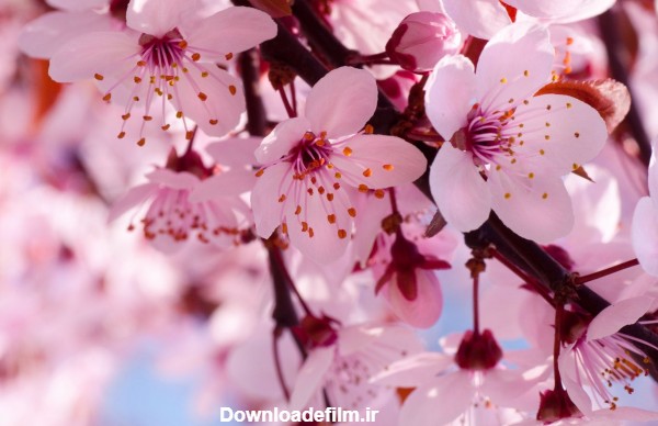 عکس از شکوفه های بهاری